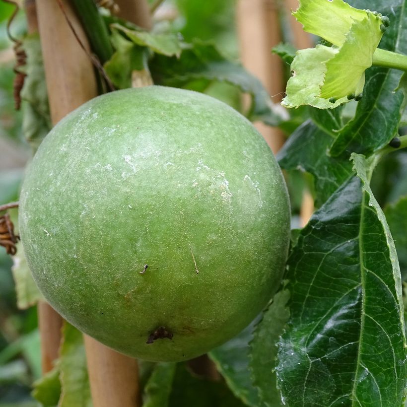Passiflore Essenza - Fleur de la Passion (Harvest)