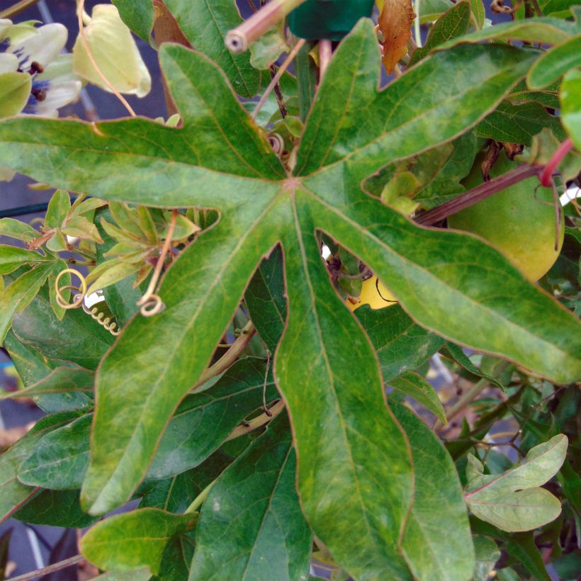 Passiflore Lady Betty Myles Young - Fleur de la Passion bleue violet (Foliage)