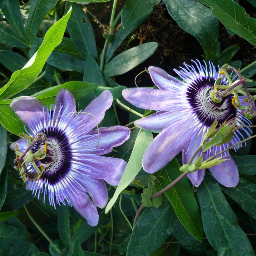 Passiflore Lady Betty Myles Young - Fleur de la Passion bleue violet (Flowering)