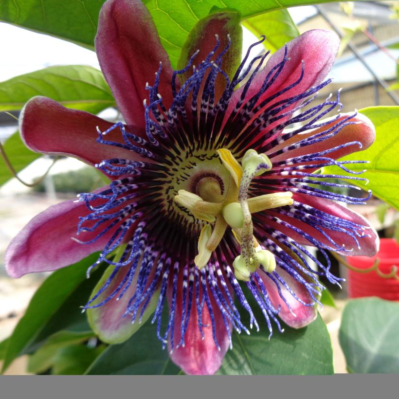 Passiflore Marijke - Fleur de la Passion (Flowering)
