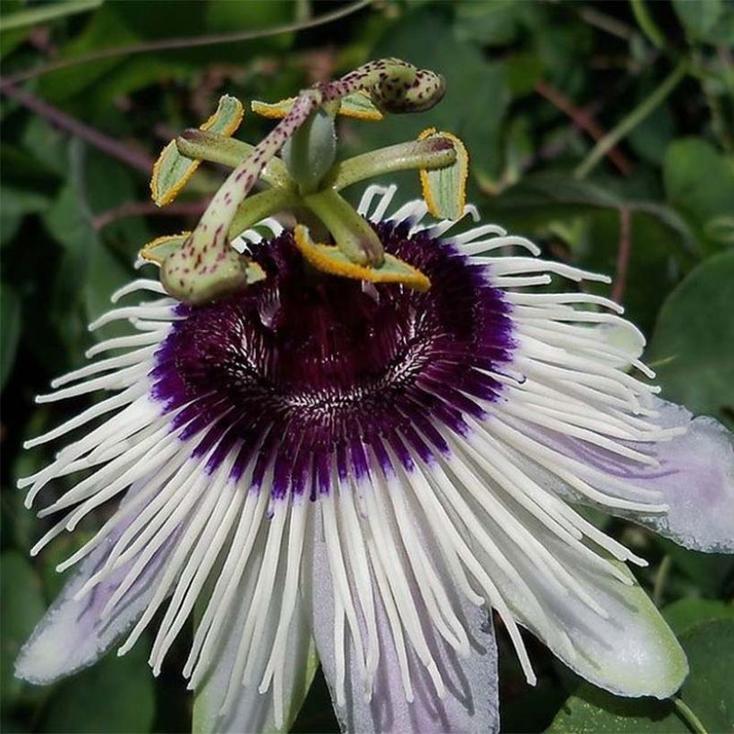Passiflore Panda - Fleur de la Passion (Flowering)