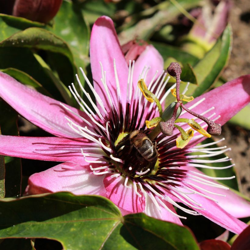 Passiflore - Passiflora Eden (Flowering)