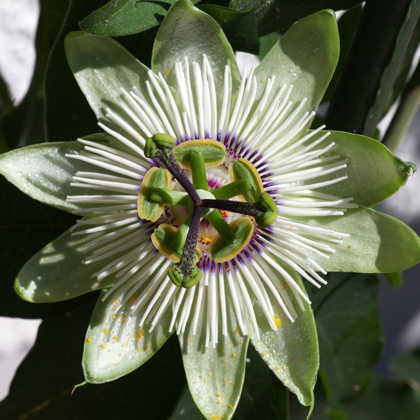 Passiflore - Passiflora White Lightening (Flowering)