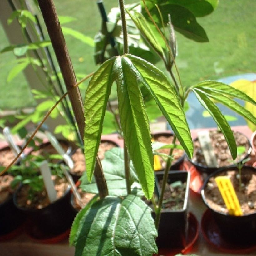 Passiflore - Passiflora (x) exoniensis (Foliage)