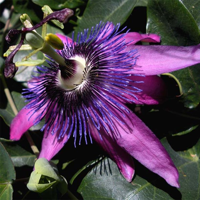 Passiflore Purple Passion - Fleur de la Passion (Flowering)