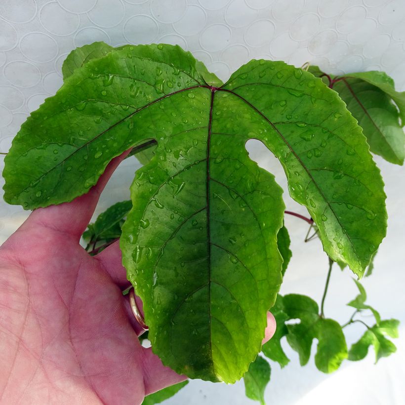 Passiflore alata - Fleur de la Passion (Foliage)