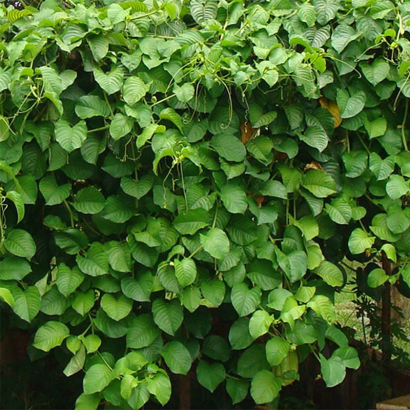 Passiflore quadrangularis - Barbadine (Foliage)