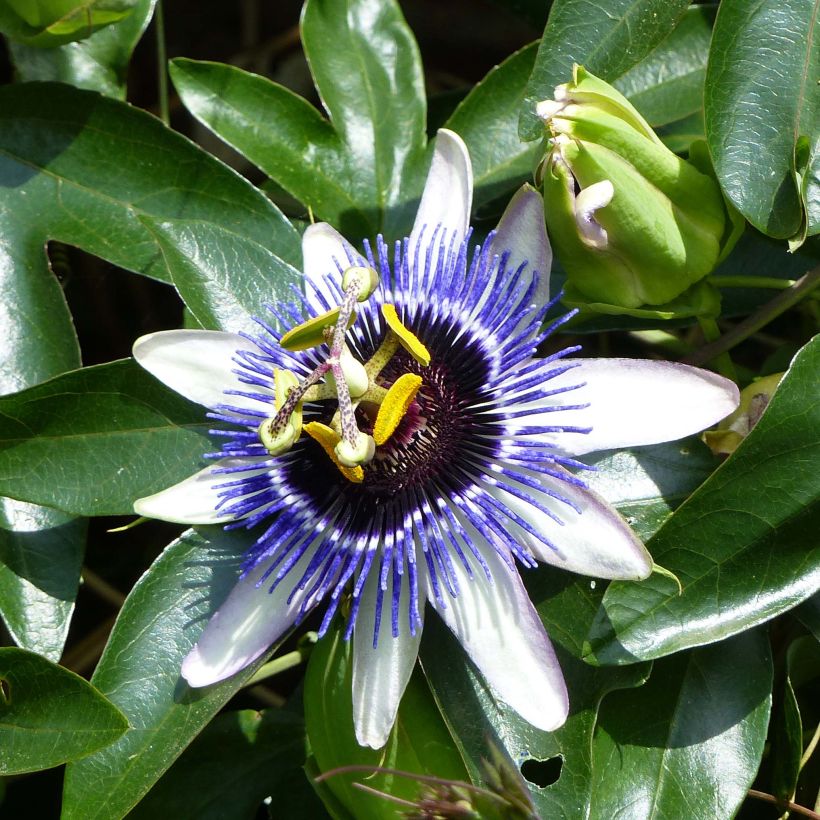 Passifore Damsel's Delight - Fleur de la Passion (Flowering)