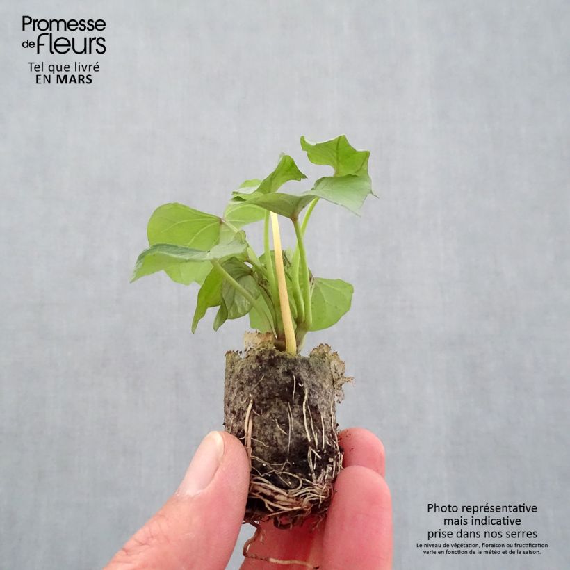 Example of Patate douce Beauregard en plants - Ipomoea batatas Mini-motte Ø 3/4 cm as you get in printemps