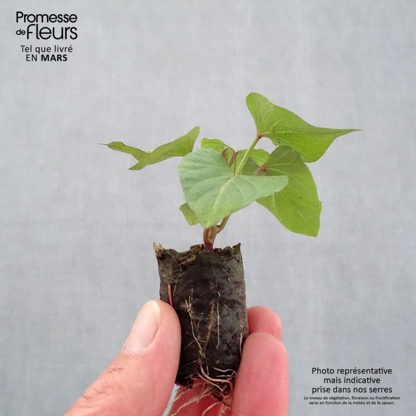 Example of Patate douce Orléans en plants Mini-motte Ø 3/4 cm as you get in printemps
