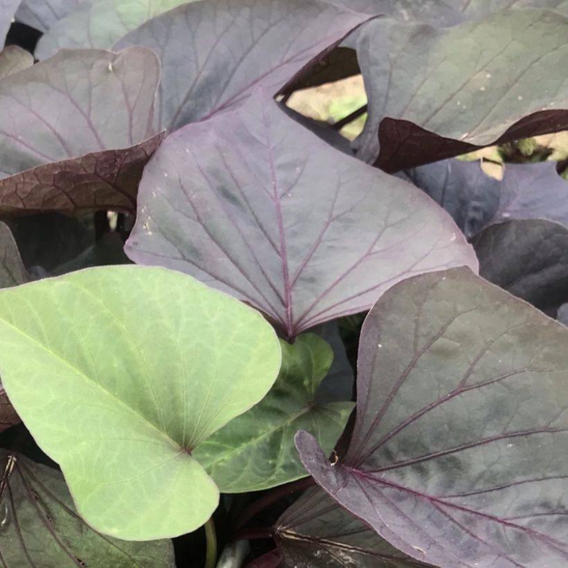 Patate douce Paradise Kaukura en plants (Foliage)