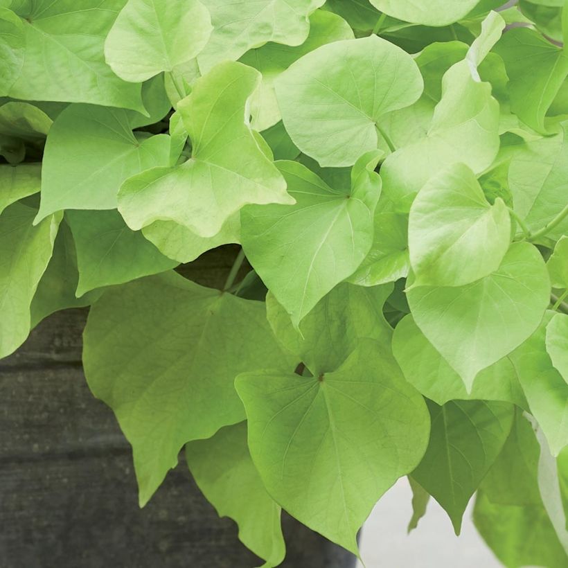 Patate douce Paradise Makatea en mini-motte - Ipomoea batatas (Foliage)