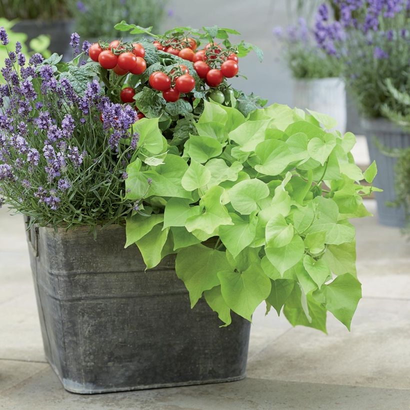 Patate douce Paradise Makatea en mini-motte - Ipomoea batatas (Plant habit)