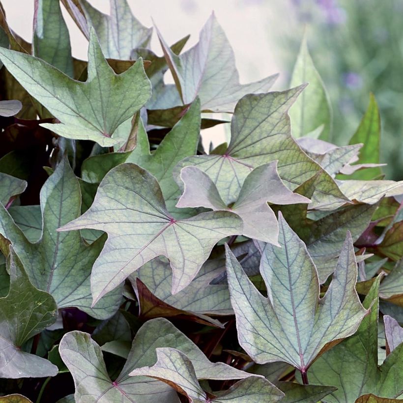 Patate douce Paradise Takatoto en mini-motte - Ipomoea batatas (Foliage)