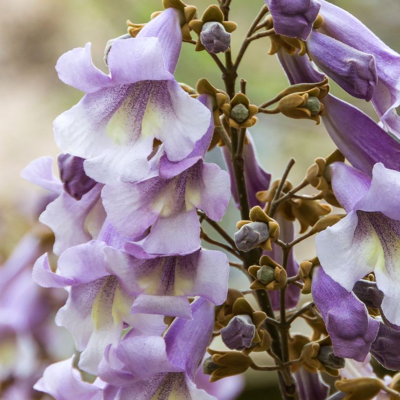 Paulownia tomentosa Hulsdonk - Arbre impérial (Flowering)
