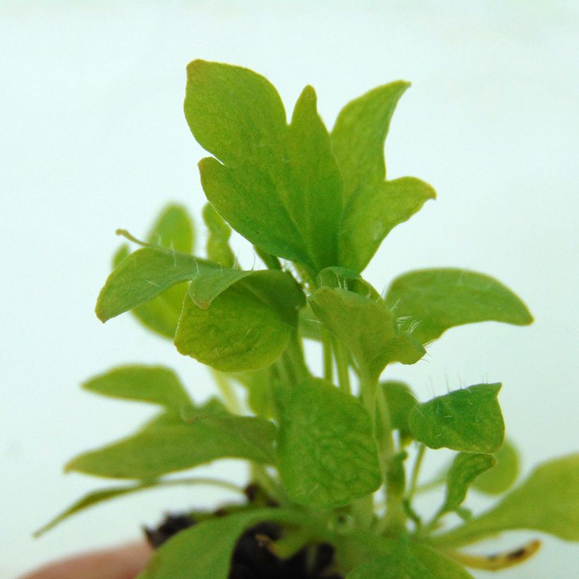 Pavot d'Islande Bulles de Champagne en mélange (Foliage)