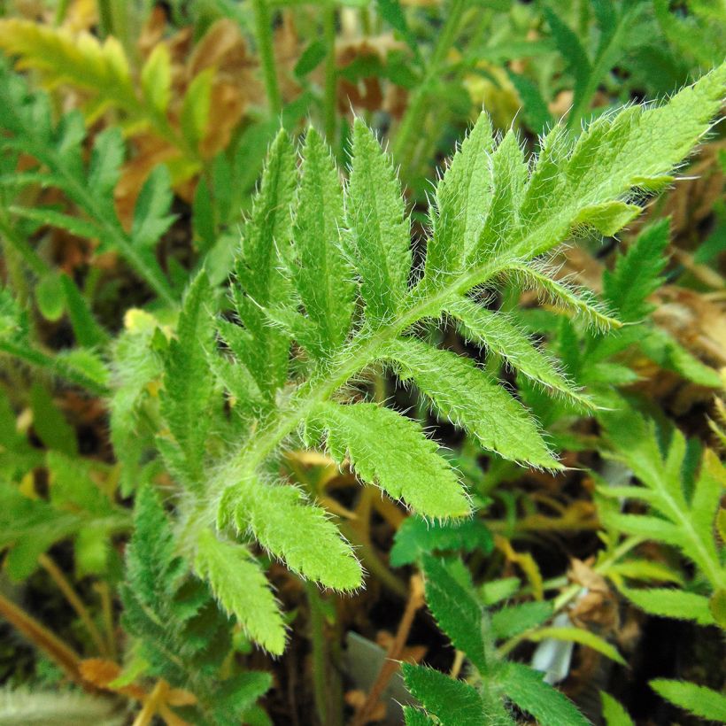 Pavot d'Orient Brilliant- Papaver orientale (Foliage)