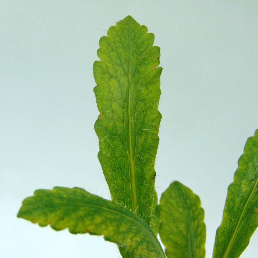 Pavot d'Orient Clochard - Papaver orientale (Foliage)