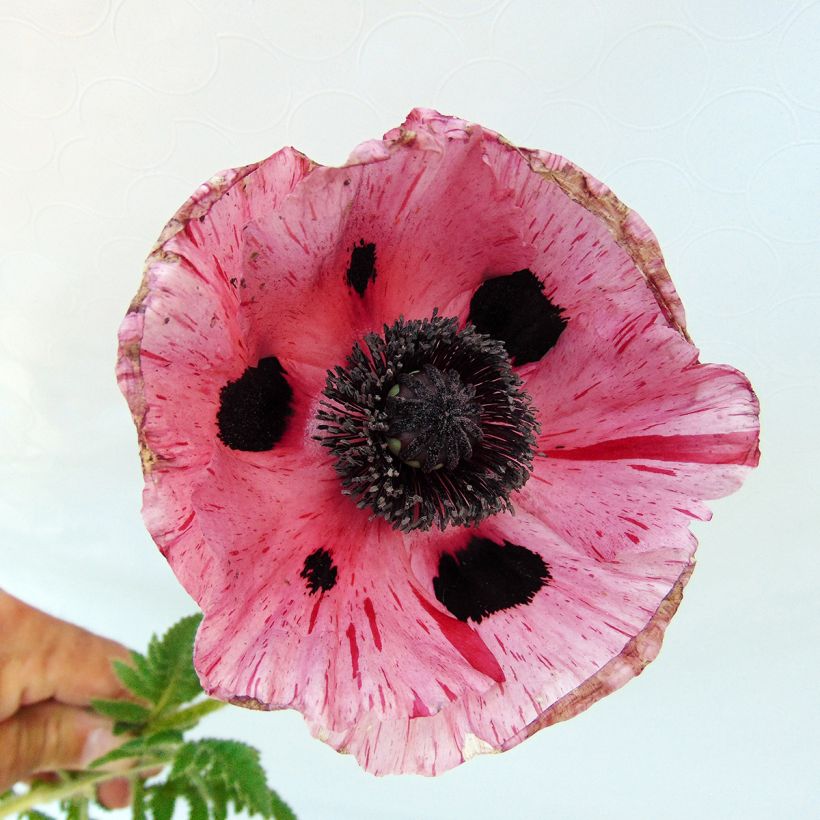 Pavot d'Orient Clochard - Papaver orientale (Flowering)