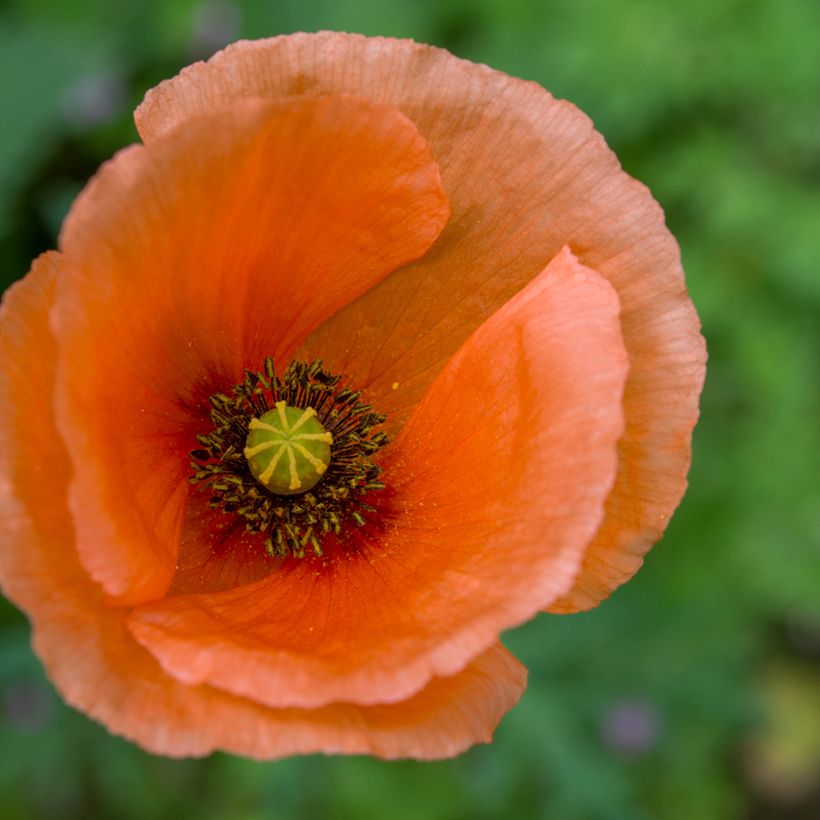 Pavot d'Orient Harvest Moon - Papaver orientale (Flowering)