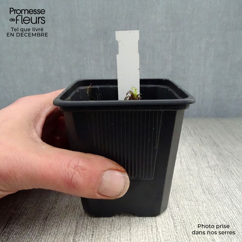 Example of Pavot d'Orient Karine - Papaver orientale Godet de 8/9 cm as you get in hiver