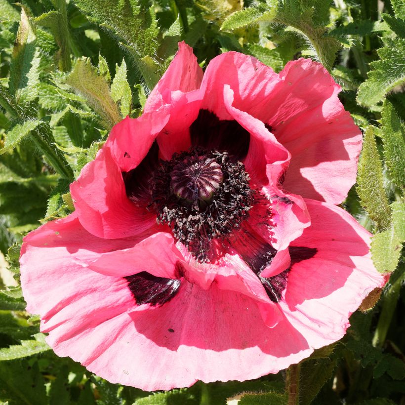 Pavot d'Orient Lilac Girl - Papaver orientale (Flowering)