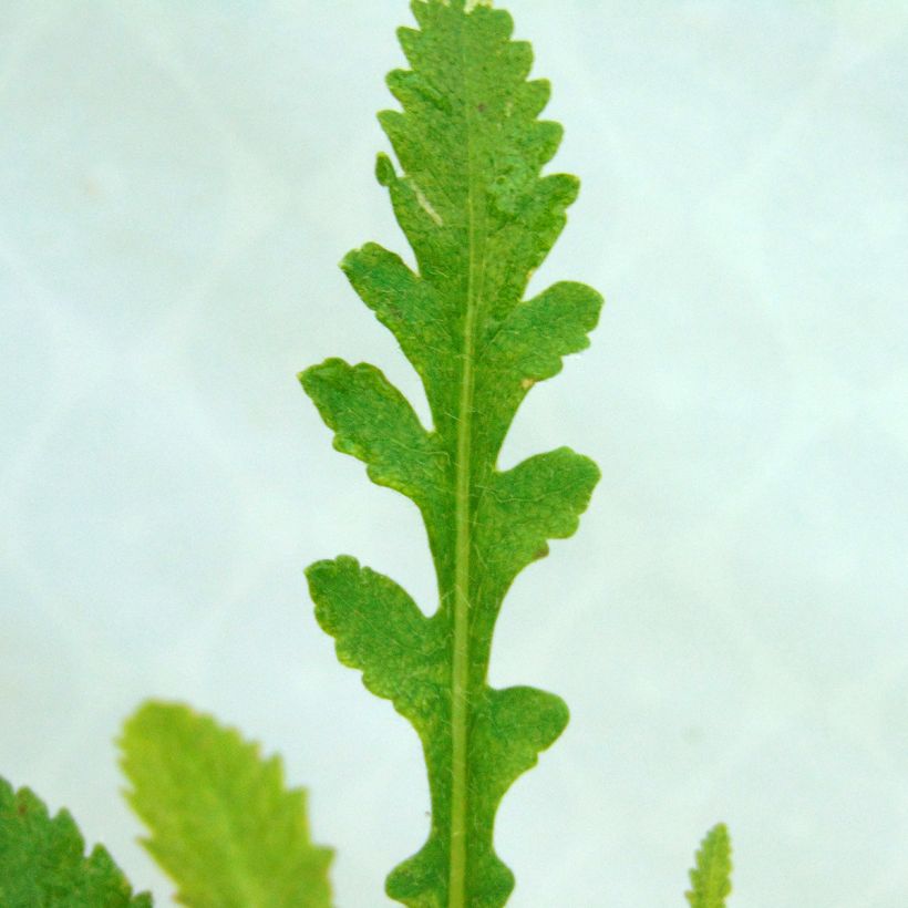 Pavot d'Orient Princess Victoria Louise - Papaver orientale (Foliage)
