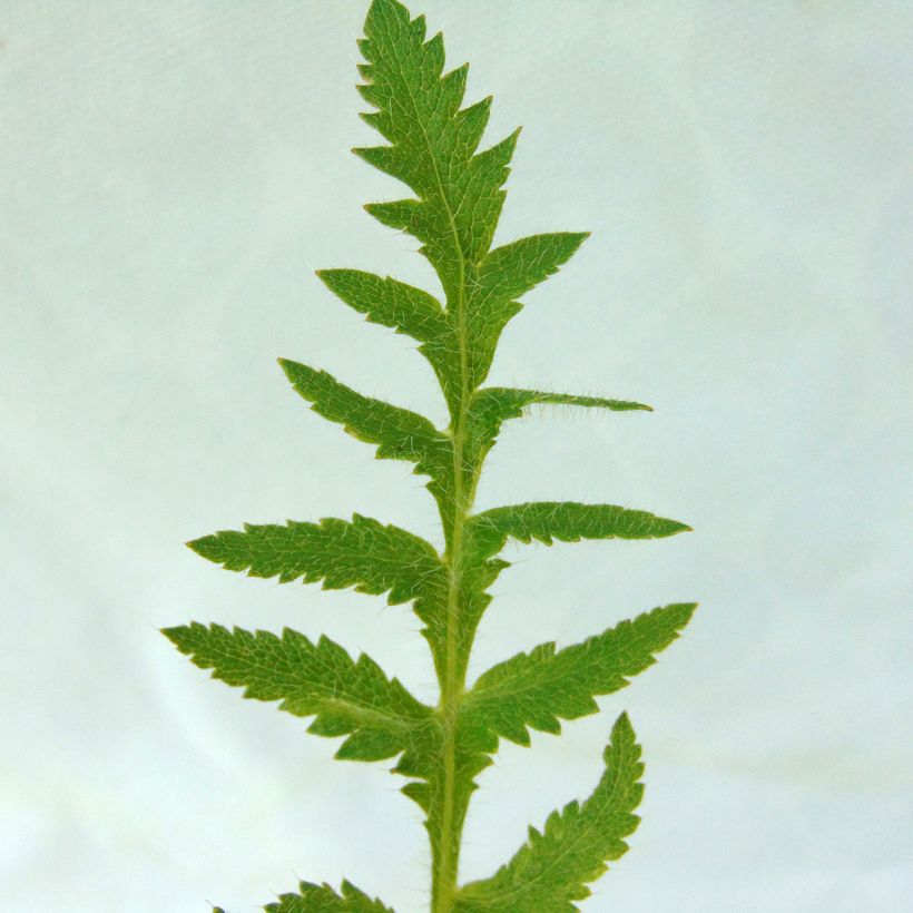 Pavot d'Orient Queen Alexandra - Papaver orientale (Foliage)