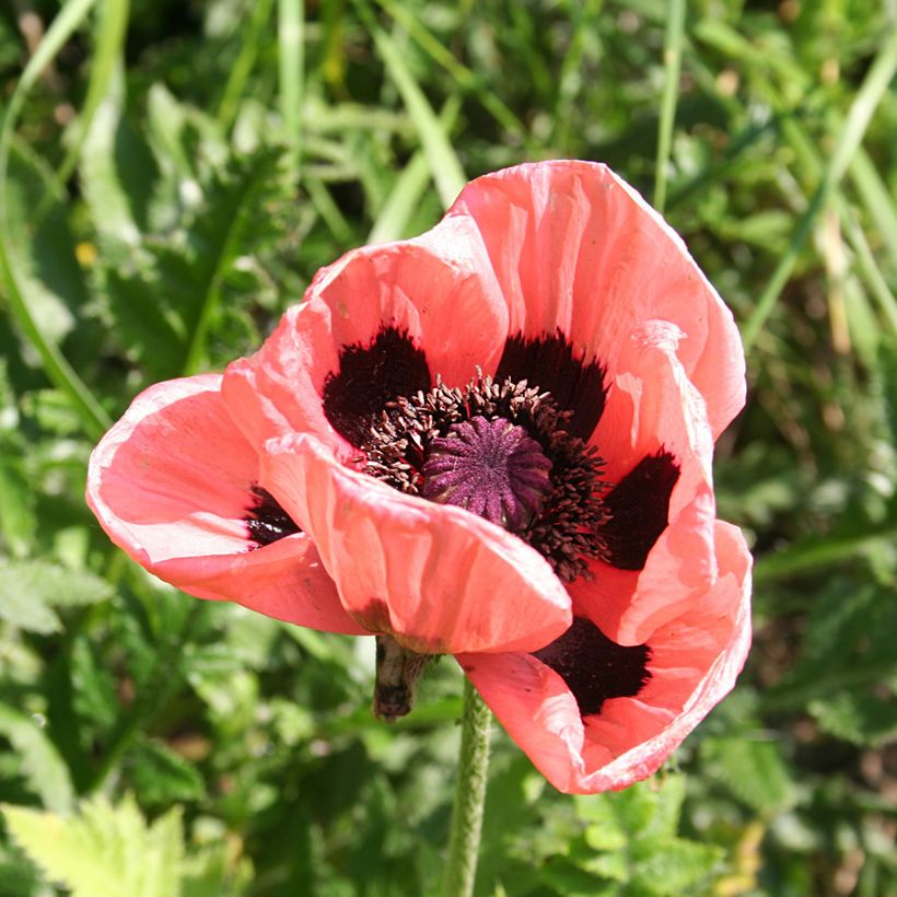Pavot d'Orient Haremstraum - Papaver orientale (Flowering)