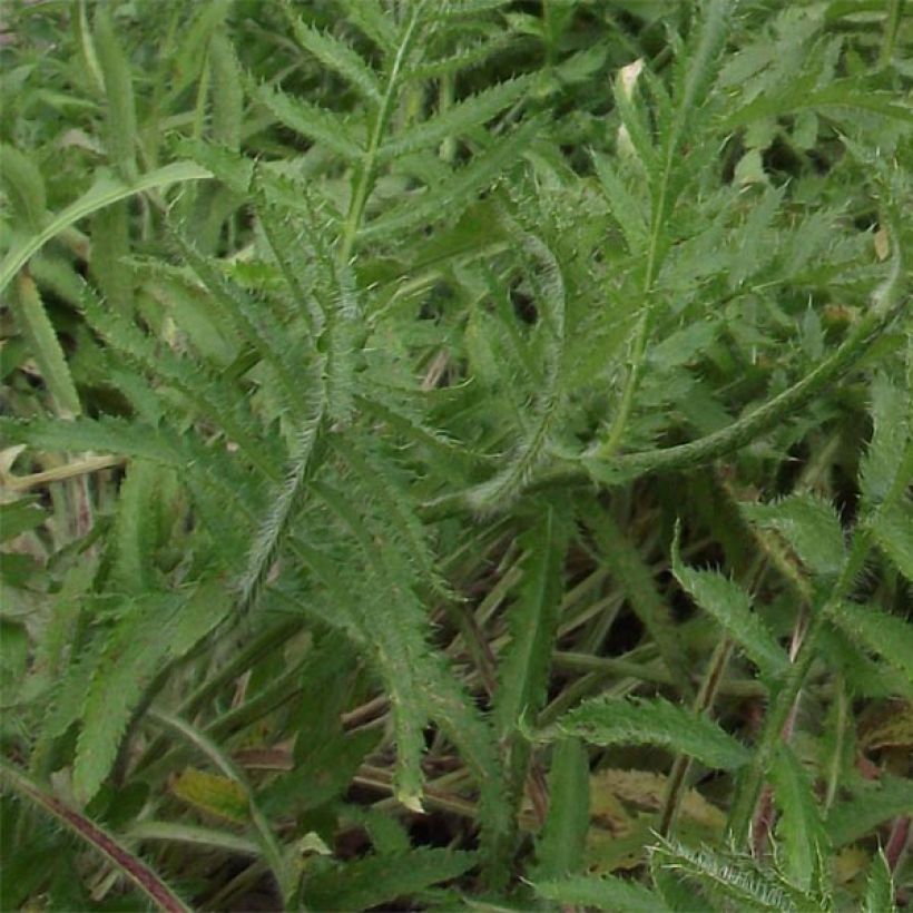 Pavot d'Orient Royal Chocolate Distinction - Papaver orientale (Foliage)