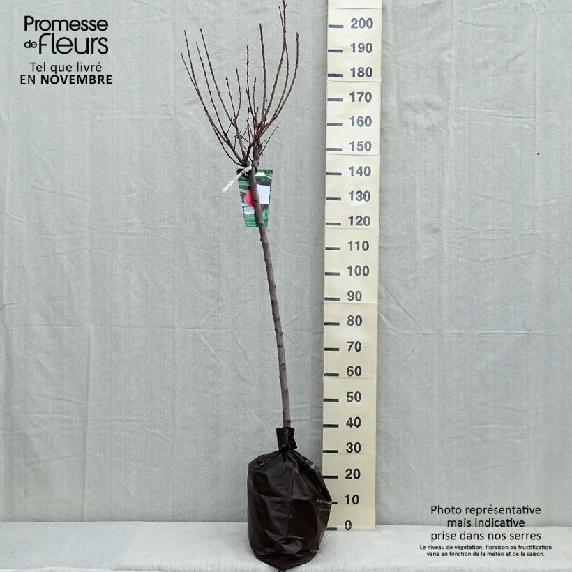 Example of Pêcher Andromède - Prunus persica Motte "Prêt-à-planter", Demi-Tige as you get in automne