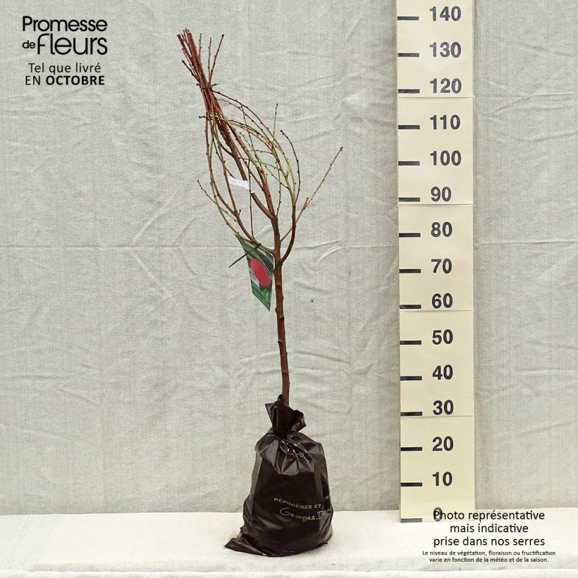 Example of Pêcher Andromède - Prunus persica Motte "Prêt-à-planter", Gobelet as you get in automne