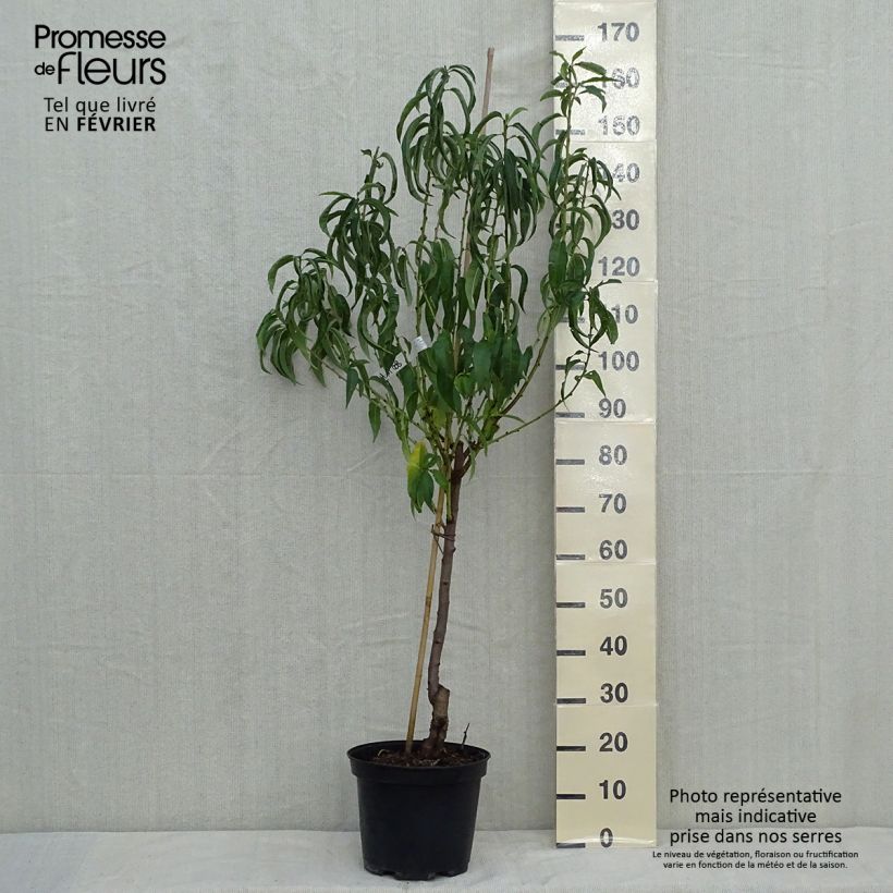 Example of Pêcher Charles Ingouf - Prunus persica Pot de 7,5L/10L, Gobelet as you get in automne
