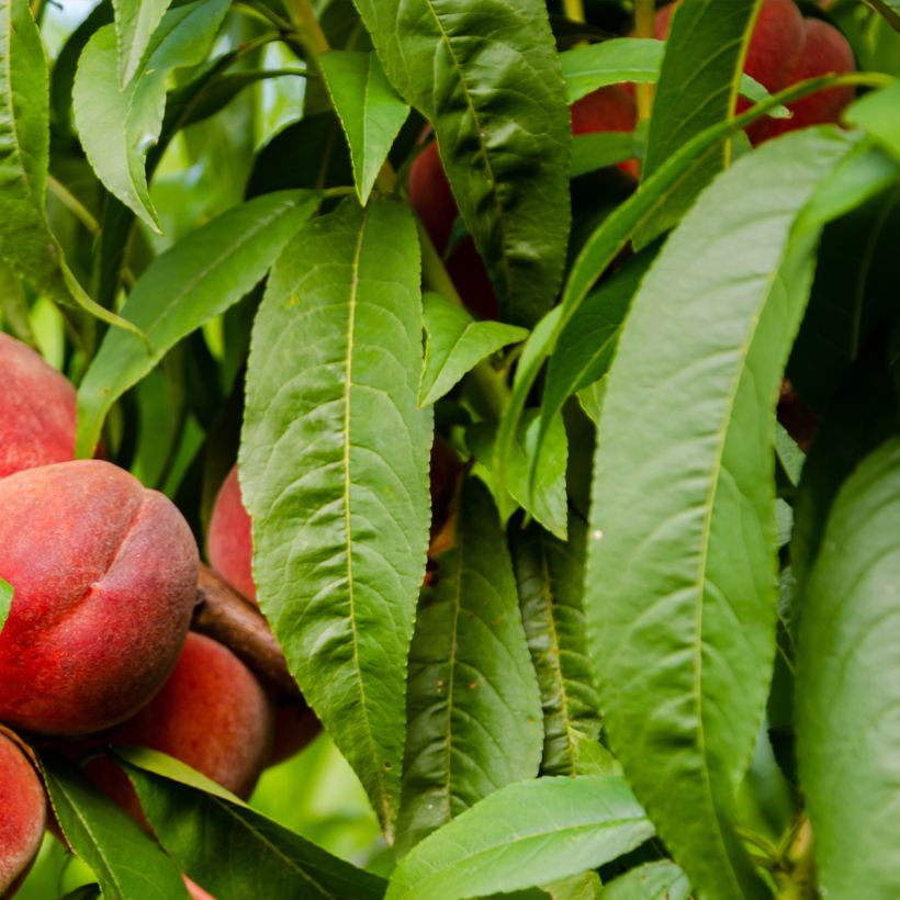 Pêcher Charles Ingouf - Prunus persica (Foliage)