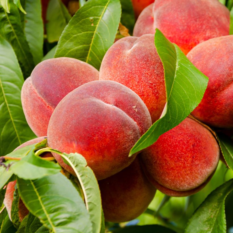 Pêcher Charles Ingouf - Prunus persica (Harvest)