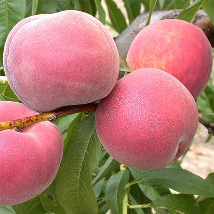 Pêcher Dixired (Harvest)
