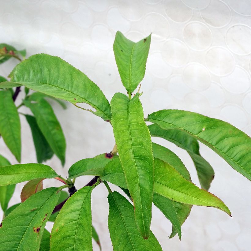 Pêcher Grosse Mignonne  (Foliage)