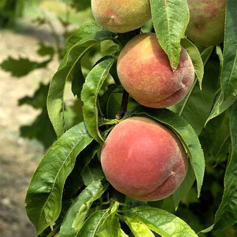 Pêcher Grosse Mignonne Bio (Harvest)