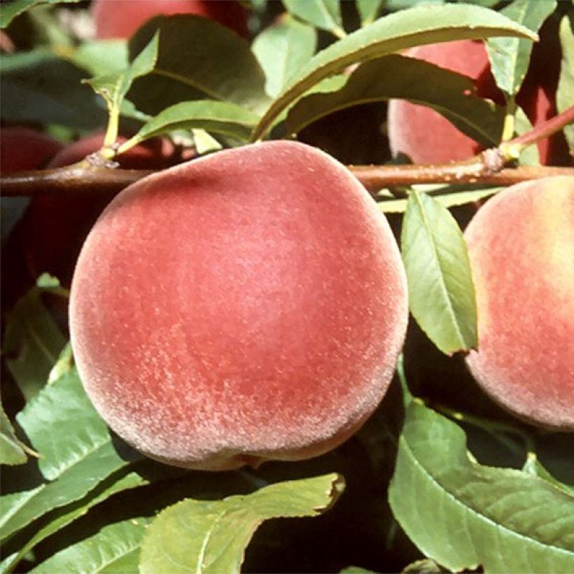 Pêcher Michelini Bio (Harvest)