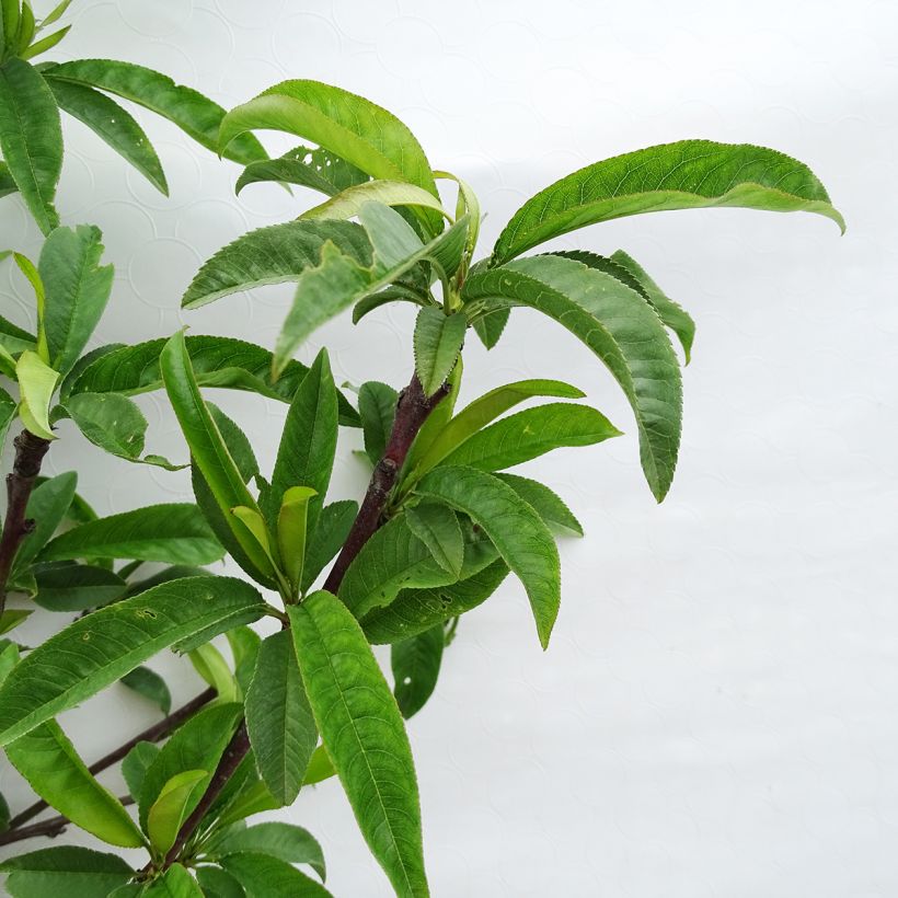 Pêcher Orlandine - Georges Delbard (Foliage)