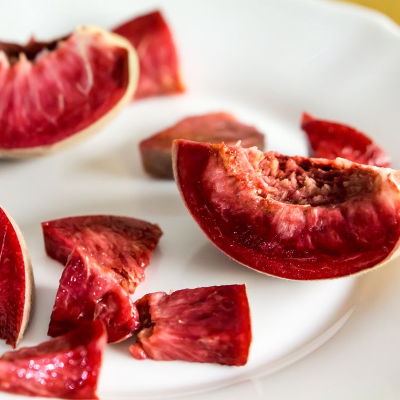 Pêcher Red Robin Bio (Harvest)