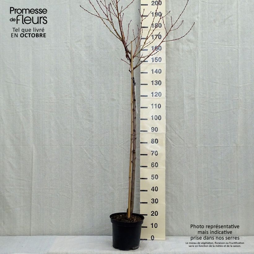 Example of Pêcher Redhaven Pot de 7,5L/10L, Demi-Tige as you get in automne