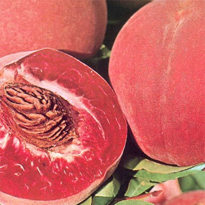 Pêcher Sanguine vineuse Bio (Harvest)
