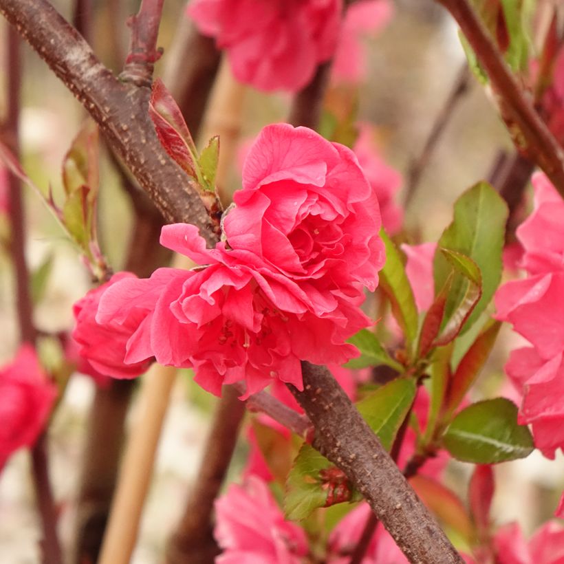 Pêcher à fleurs - Prunus persica Taoflora Red (Foliage)