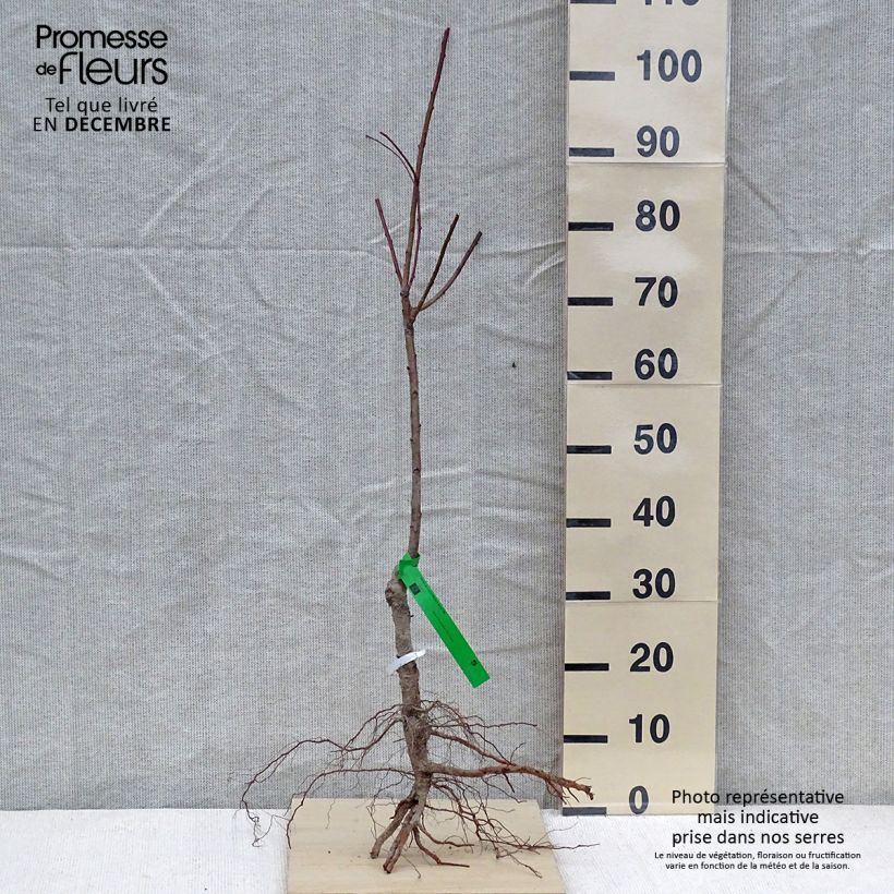 Example of Pêcher de Vigne Blanche Bio Grandes Racines nues, Scion as you get in hiver