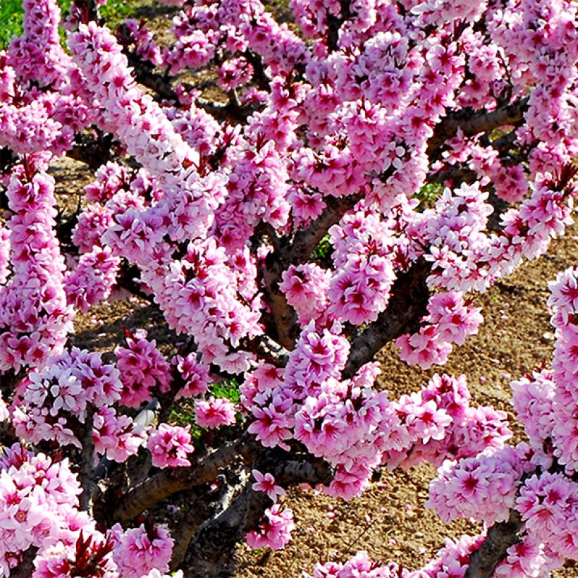 Pêcher nain Amber Pix Zee  (Flowering)
