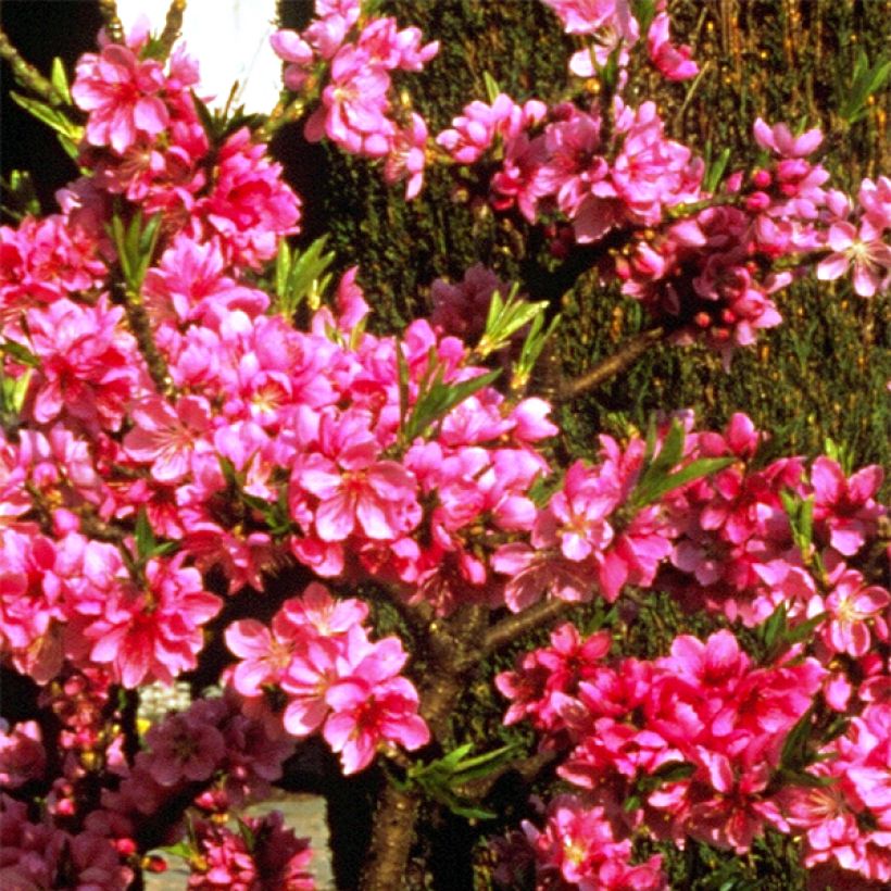 Pêcher nain Diamond Zaipevi (Flowering)