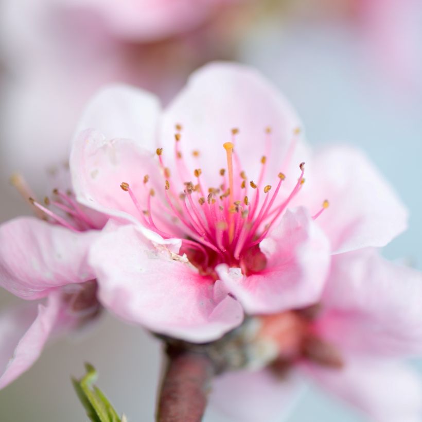 Pêcher nain Fruit Me Peach Me Donut (Flowering)