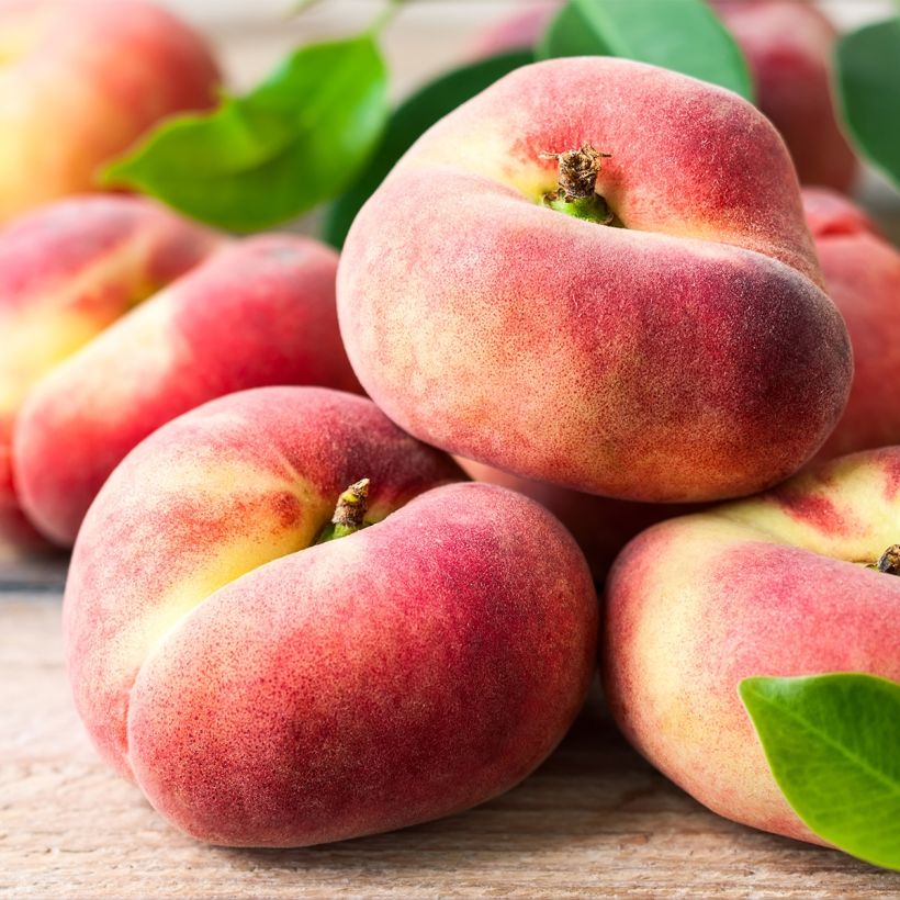 Pêcher nain Fruit Me Peach Me Donut (Harvest)