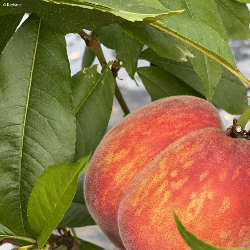 Pêcher nain Fruit Me Peach Me Red (Foliage)